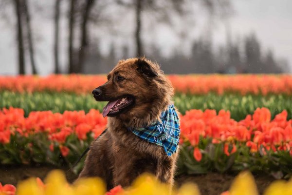 Comment choisir un bon bandana pour son chien ?
