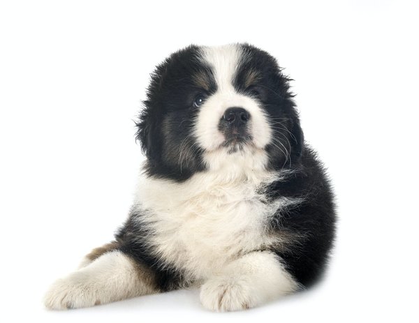 Maximiser la Longévité de Votre Berger Américain Miniature : Conseils et Astuces