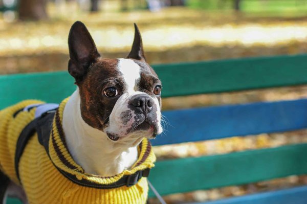 Pull pour chien : les critères pour choisir le bon modèle