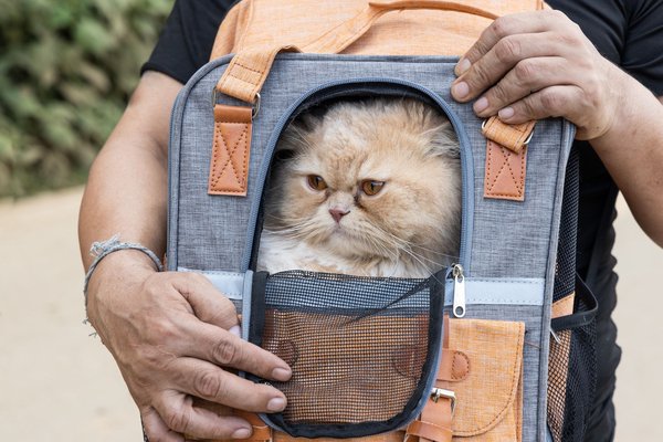 Découvrez l'essentiel : les sacs à dos pour transporter votre chat