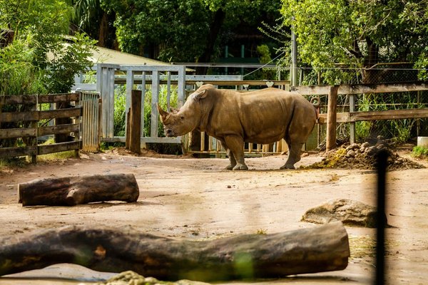 Visite incontournable au zoo à Paris pour toute la famille