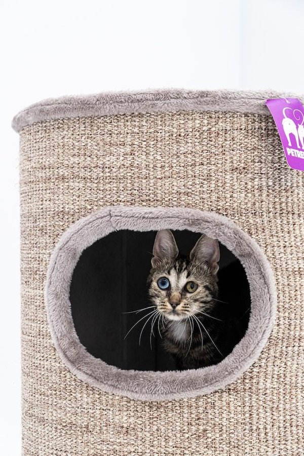 Les animaux rêvent-ils ?