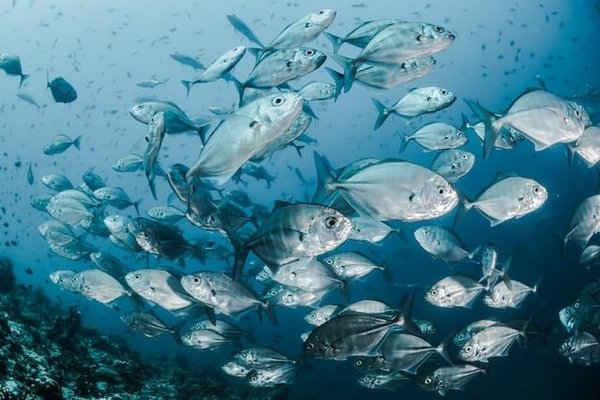 Les poissons sont-ils capables de ressentir des émotions ?