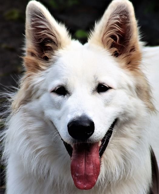 Les particularités du Berger blanc suisse